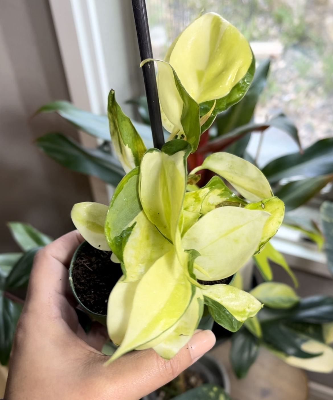 Customer photo review of 3" Philodendron hederaceum 'Gabby' - single stem - PRE ORDER