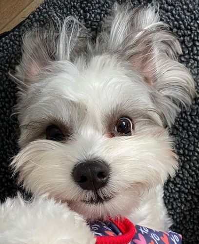 Customer photo review of Premium Doggie Wipes - Natural Skin & Coat Dog Wipes (80 Wipes)