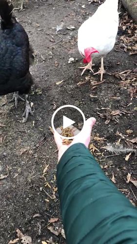 Customer video review of GrubTerra Dried Larvae