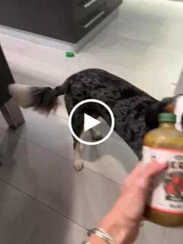 Customer video review of The Variety Pack