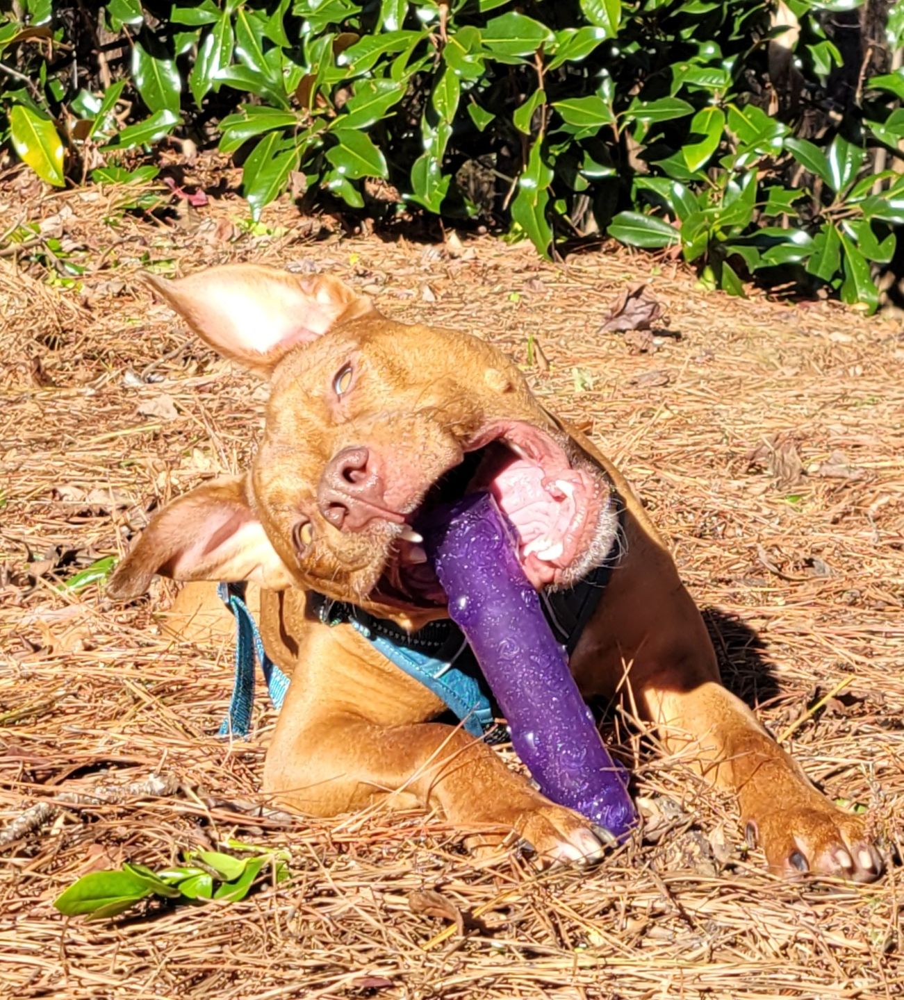Customer photo review of Pet Health+
