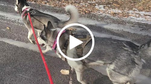 Customer video review of Classic Heavy-Duty Tactical No-Pull Team K9™ Dog Harness With Front & Back D-Rings, Quick-Release Metal-Buckles, Hook & Loop Panels, & Top Handle