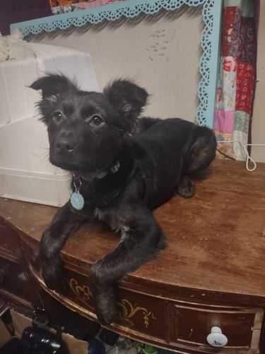 Customer photo review of Paw & Bones