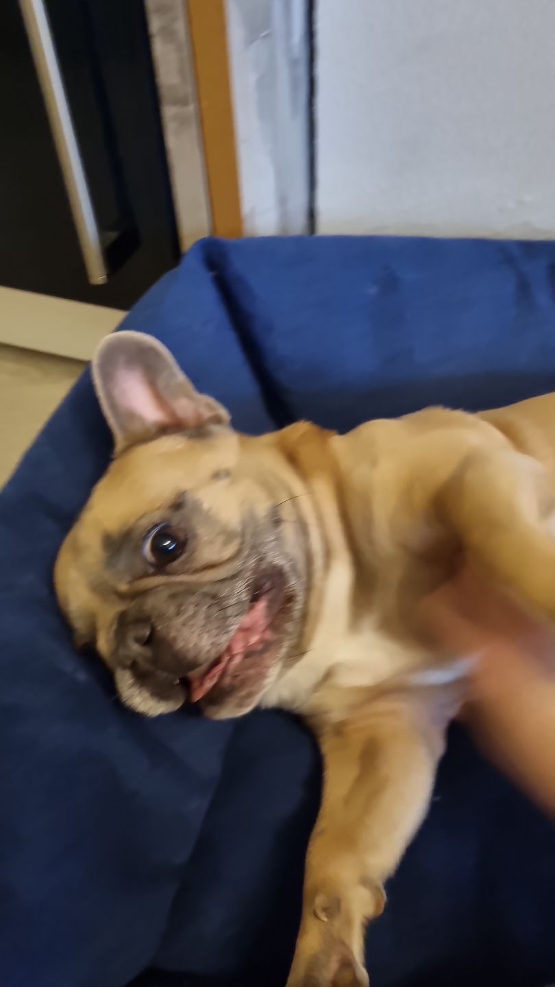 Customer photo review of Orthopädische Hunde Couch