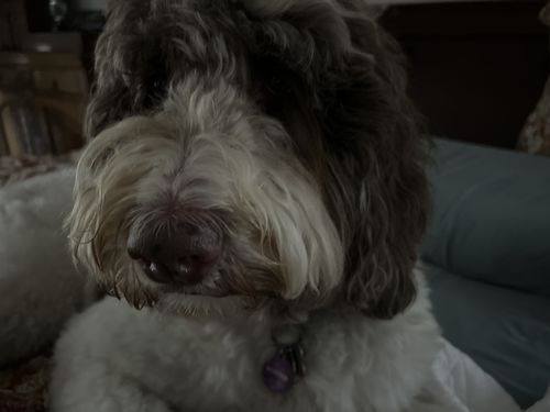 Customer photo review of Woof Pack