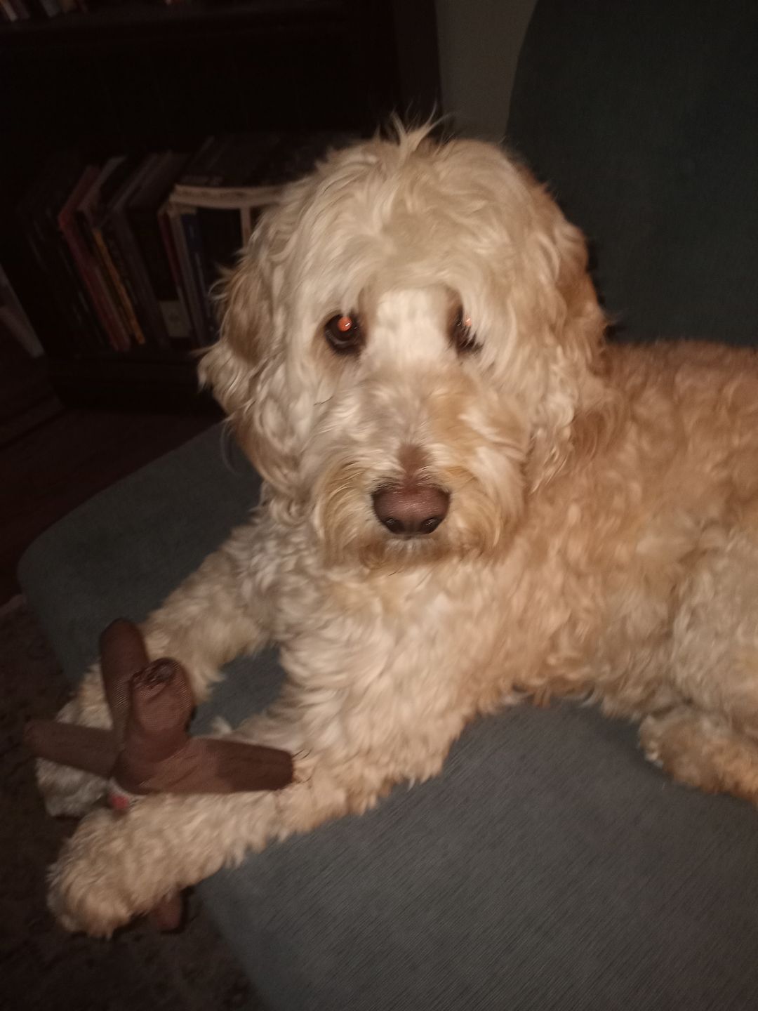Customer photo review of 6 Inch Monster Braided Bully Stick