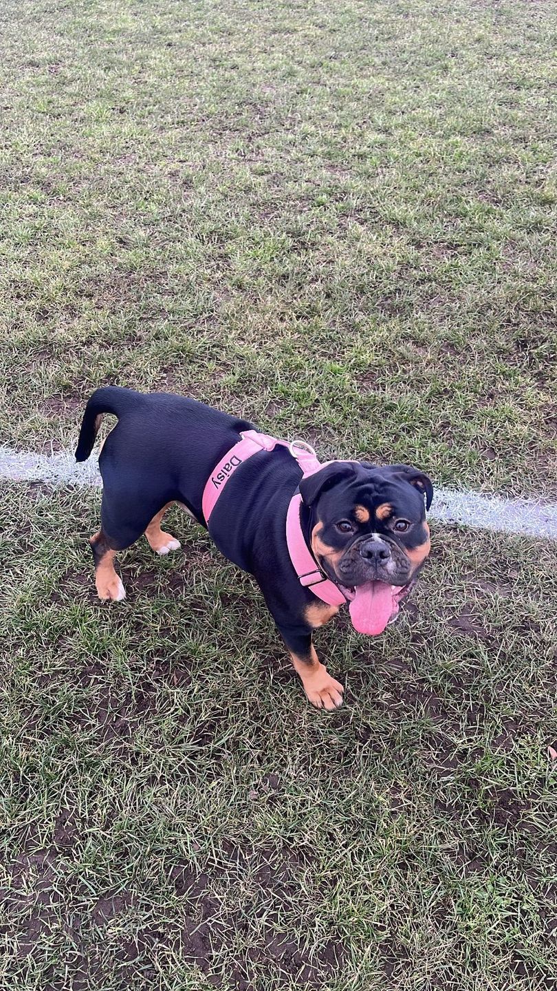 Customer photo review of 4cm Combat® Collar | With Handle & Rated Clip - Pink v2.0