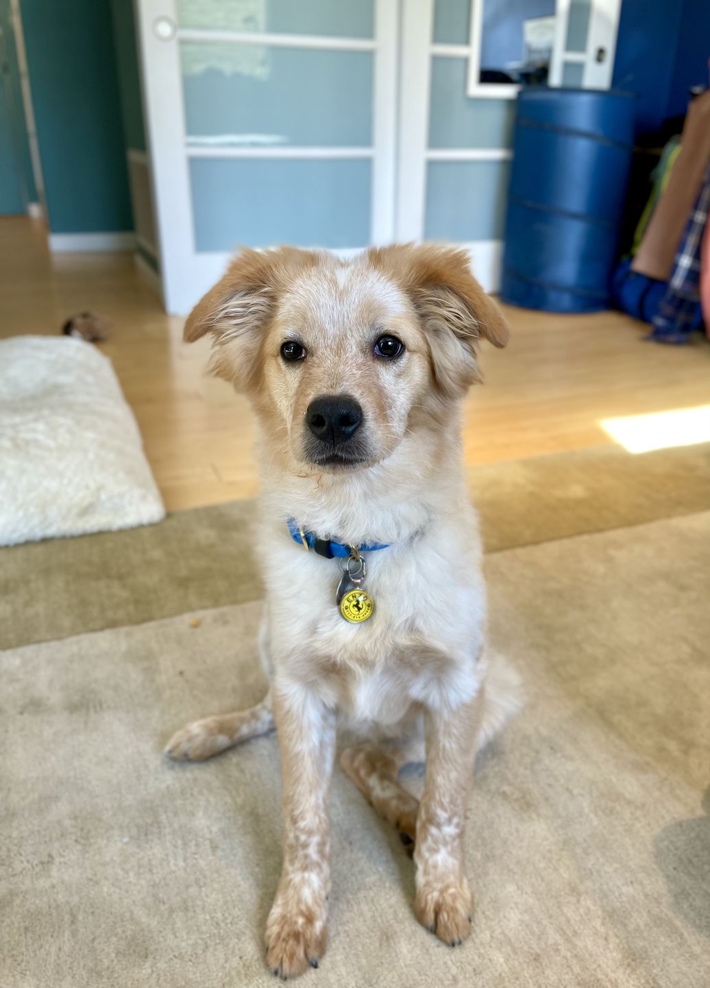 Customer photo review of Denali Center Ring Collar