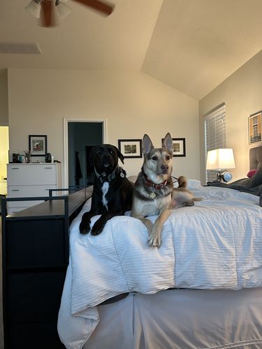 Customer photo review of Just Paws