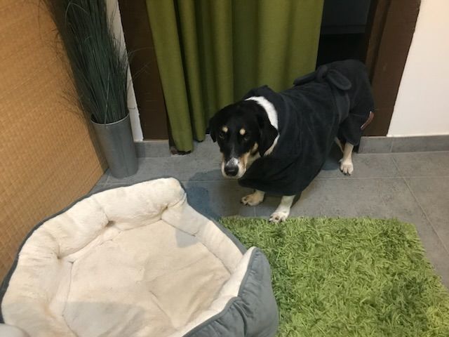 Customer photo review of Premium Hunde Bademantel