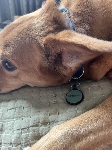 Customer photo review of Green Silicone