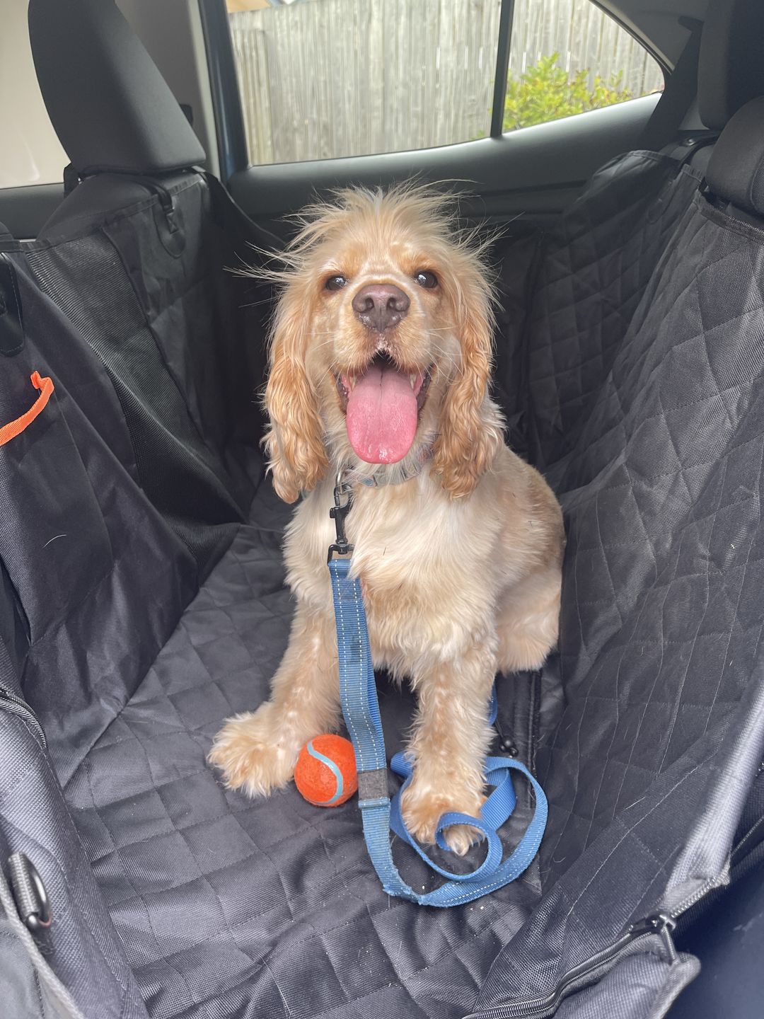 Customer photo review of Pawz Back Seat Cover
