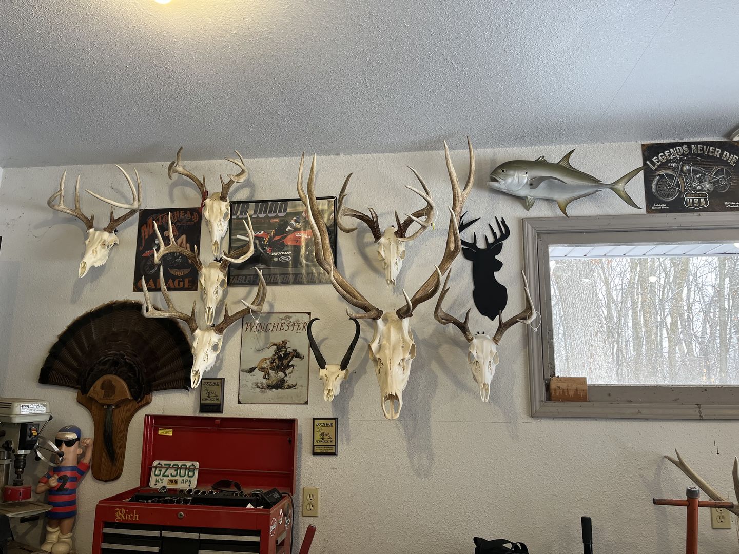 Customer photo review of European Trophy Mount - Small Hook - 5 PACK
