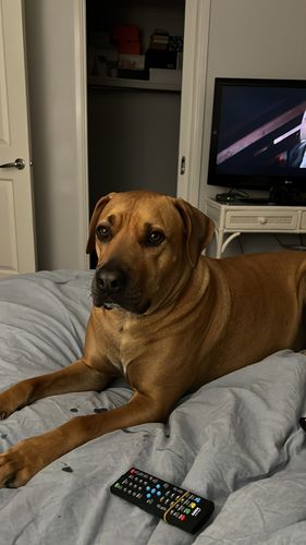 Customer photo review of Manuka Dog Balm