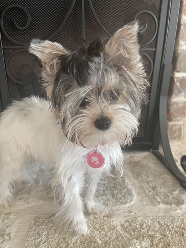 Customer photo review of Pink