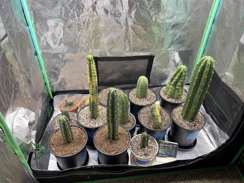 Customer photo review of Variegated San Pedro Cactus | Trichocereus pachanoi variegata