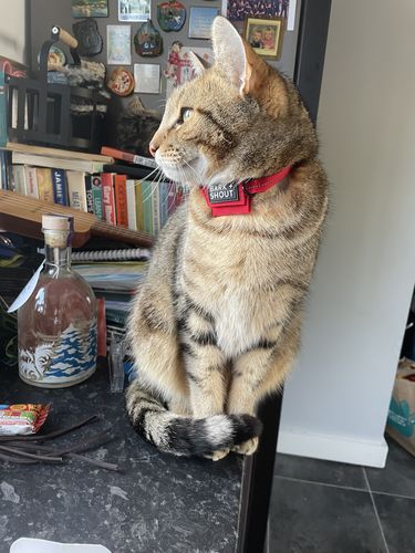 Customer photo review of Cat + Small Dog AirTag Collars (XS-S) - KNDL