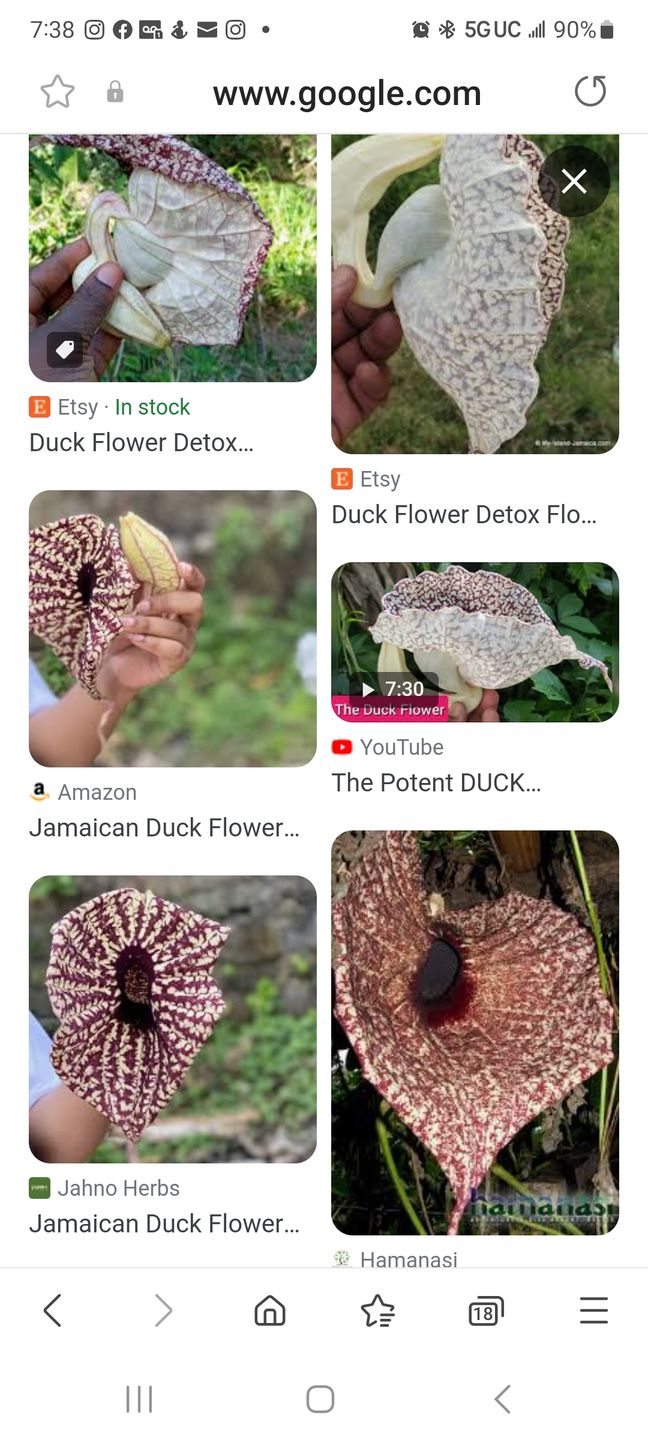 Customer photo review of Duck Flower Detox - Flor de Pato, Palo Guaco, Dr Sebi Approved Alkaline Herbal Cleanse