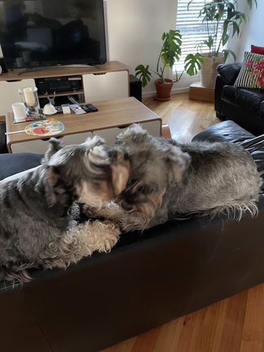 Customer photo review of Natural Dog Soap Bar. Specially formulated for soft, smooth and radiant dog skin and coat.