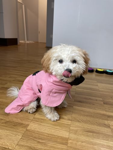 Customer photo review of Visibility Winter Jacket Pink for Dogs