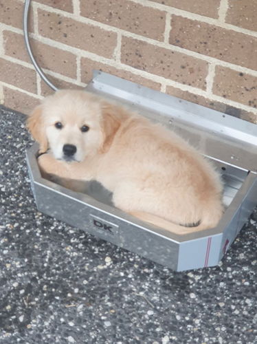 Customer photo review of Pet Rehydration Station