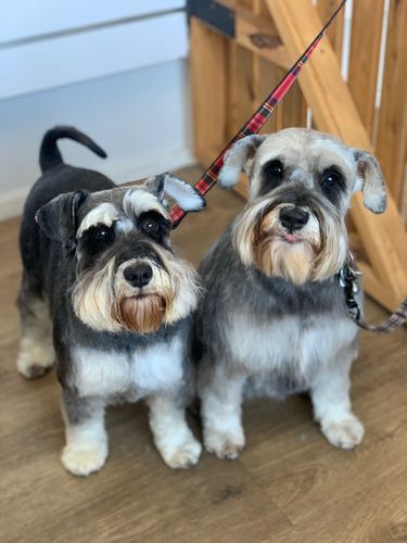 Customer photo review of Dog Brush