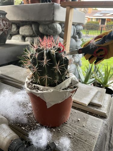Customer photo review of Fire Barrel Cactus | Ferocactus gracilis