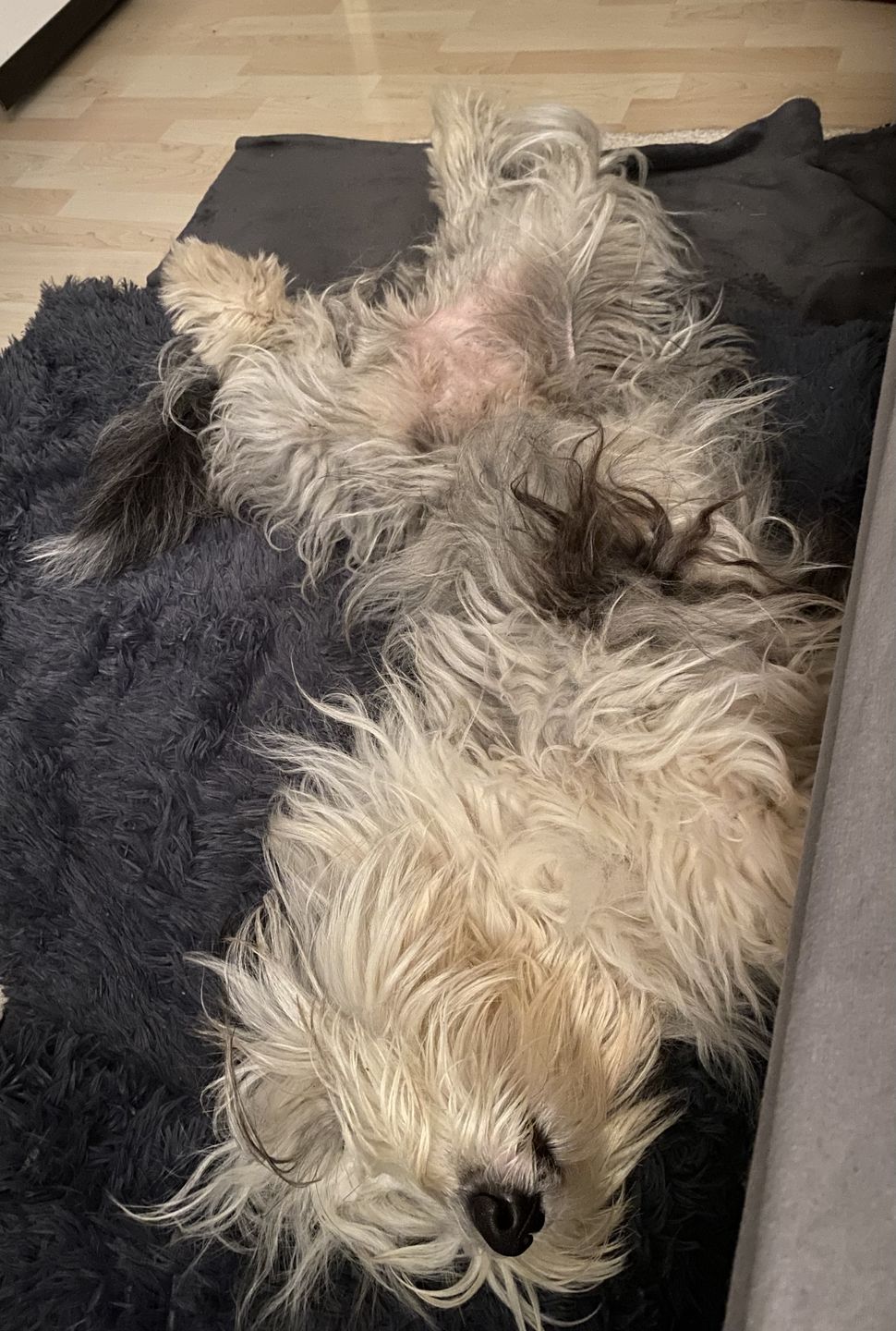 Customer photo review of *NEU* Emmalove - Flauschiges Hundebett für dein Sofa