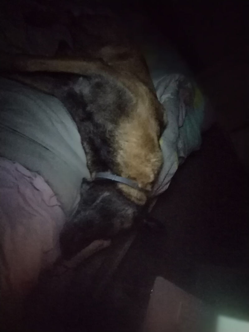 Customer photo review of Friandises riches en volaille (chien adulte)