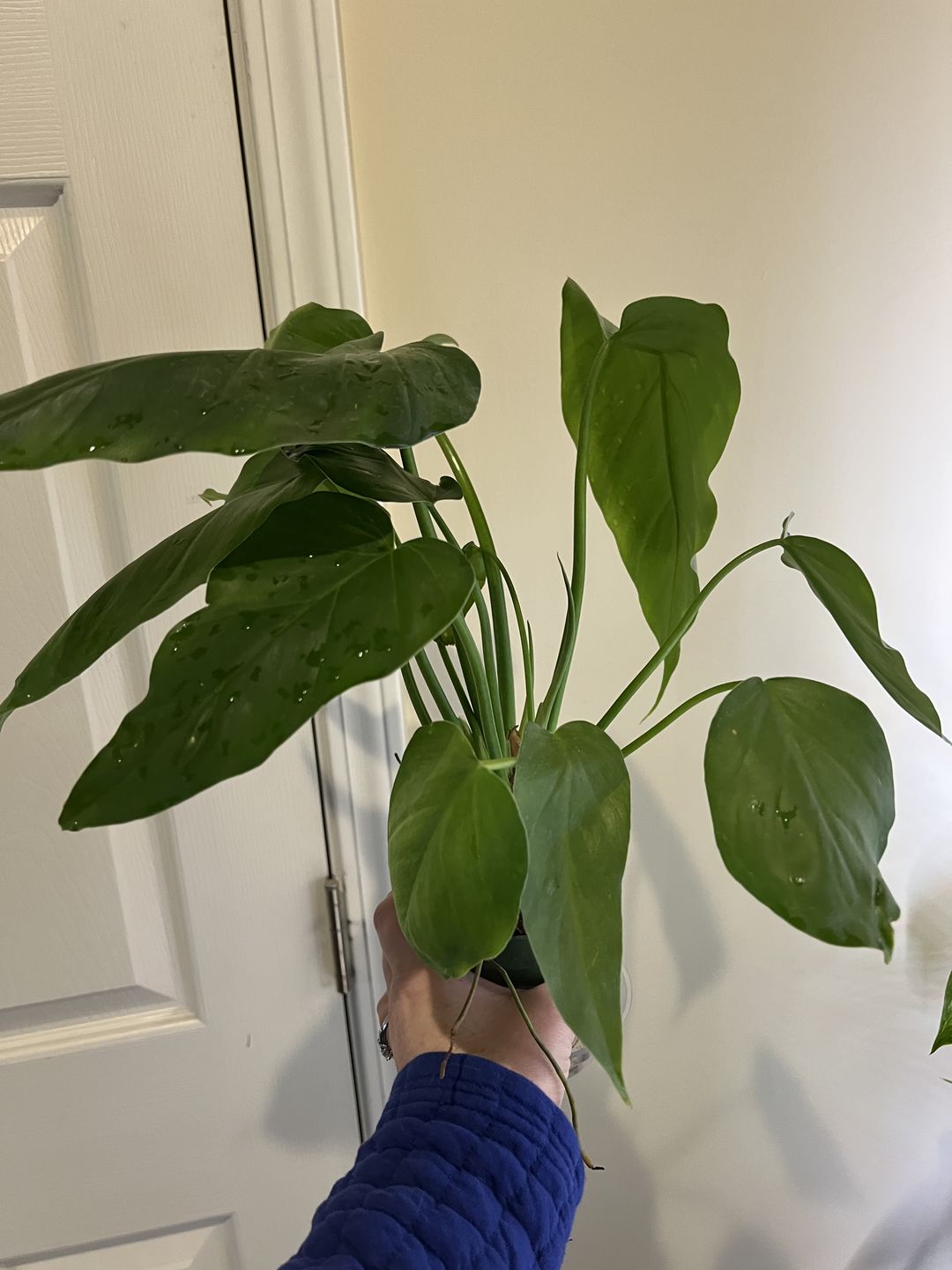 Customer photo review of 4" Philodendron giganteum
