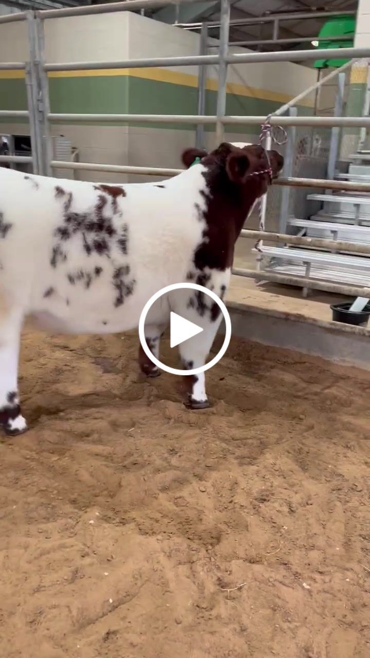 Customer video review of OptiWize Collagen +Plus Livestock Joint Supplement