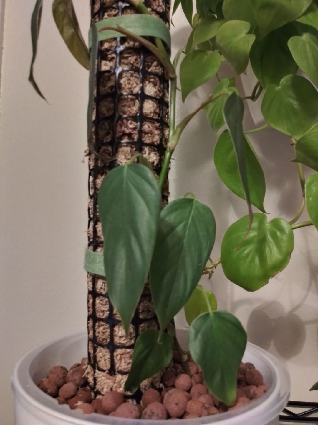 Customer photo review of 3" Philodendron sp. 'Red Mini Machinatza'