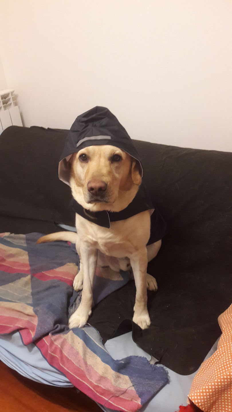 Customer photo review of LECURPET MAXI (60 cpr) – Contro l’osteoartrite di cani e gatti