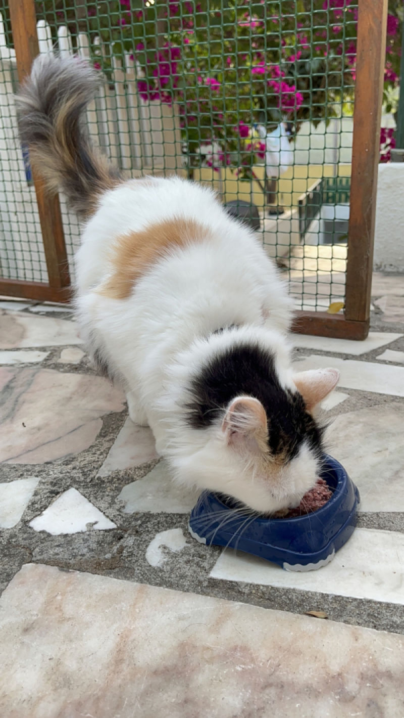 Customer photo review of Pâtées riches en volaille & aux courgettes (chat stérilisé et chat adulte)