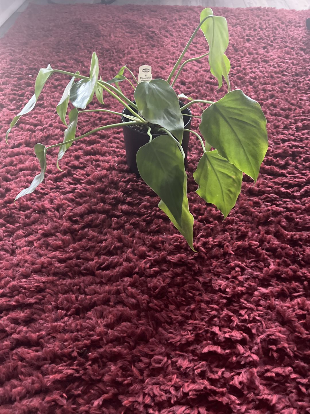 Customer photo review of 4" Philodendron giganteum