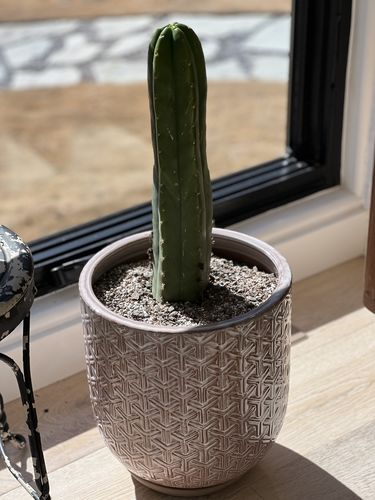 Customer photo review of San Pedro Cactus | Echinopsis pachanoi