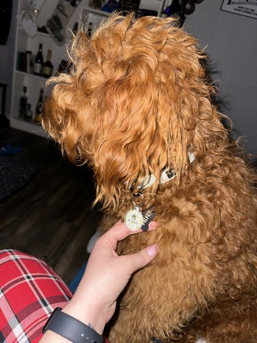 Customer photo review of Evergreen