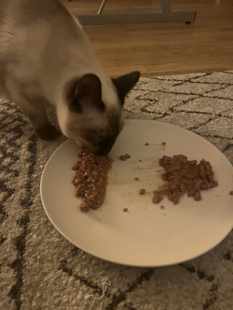 Customer photo review of Effilés au poulet, courges & agrumes (chat stérilisé et chat adulte)