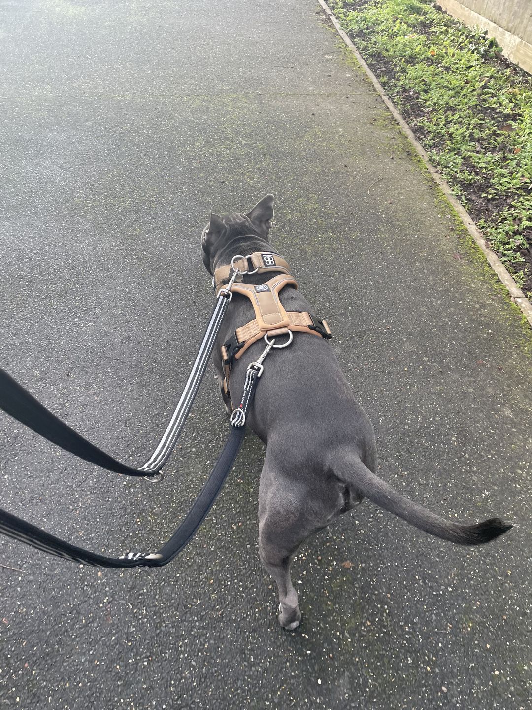Customer photo review of RR - Slip on Padded Comfort Harness | Non Restrictive & Reflective - Military Tan