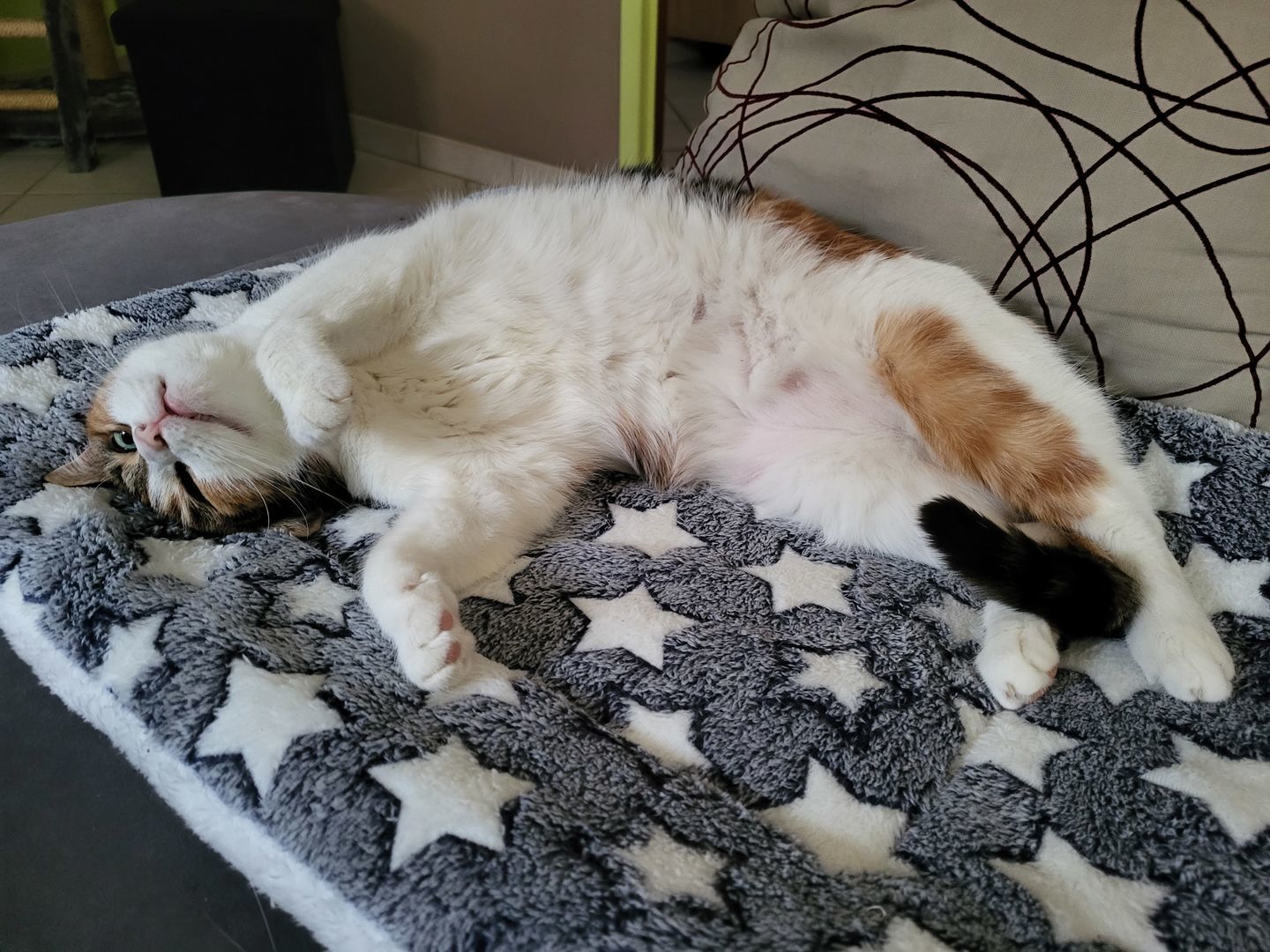 Customer photo review of Couverture apaisante pour chat