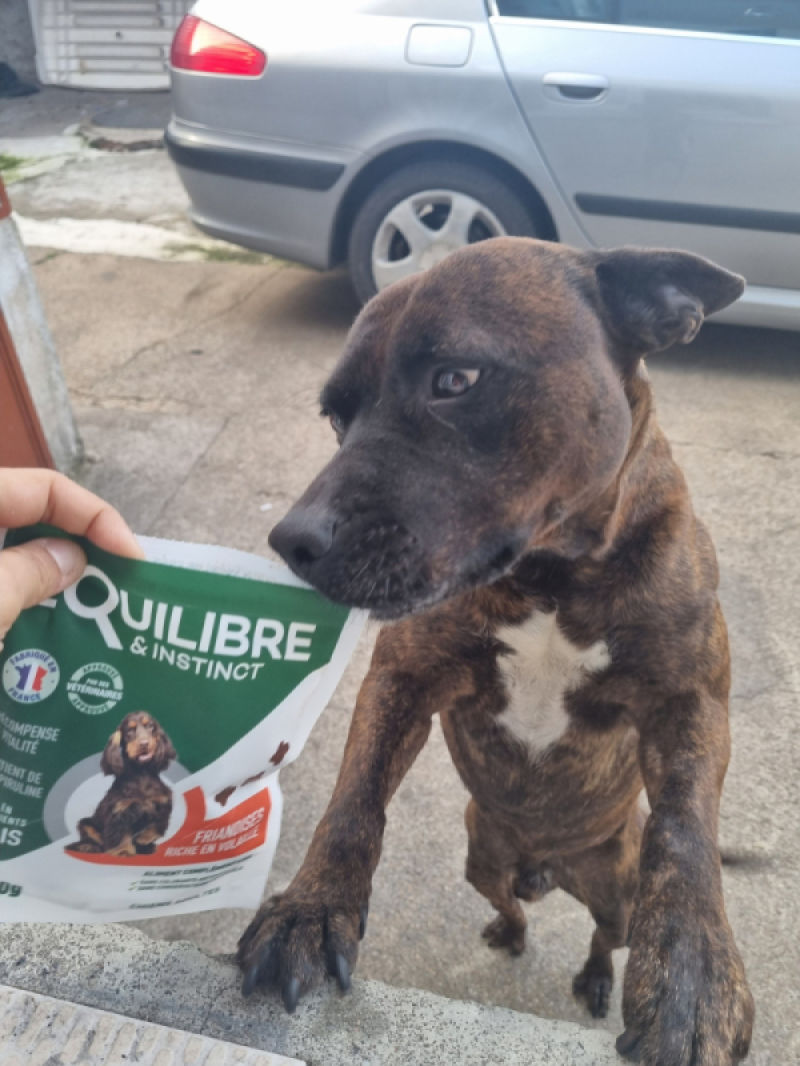 Customer photo review of Friandises riches en volaille (chien adulte)