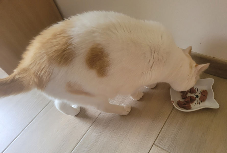 Customer photo review of Pâtées riches en volaille & aux courgettes (chat stérilisé et chat adulte)