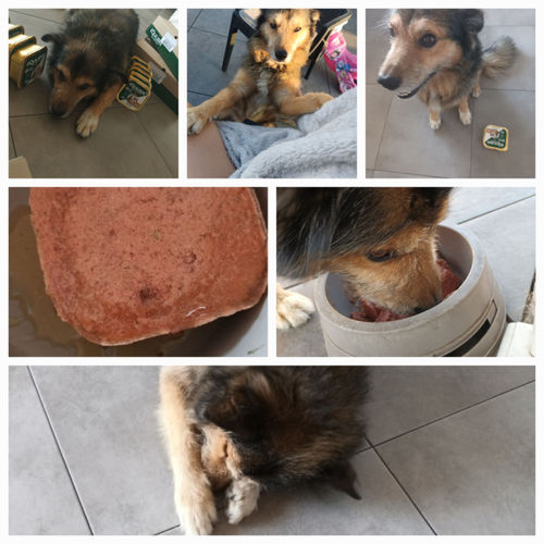 Customer photo review of Pâtées riches en canard & aux petits pois (chien adulte)