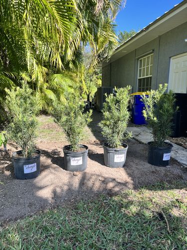 Customer photo review of Podocarpus