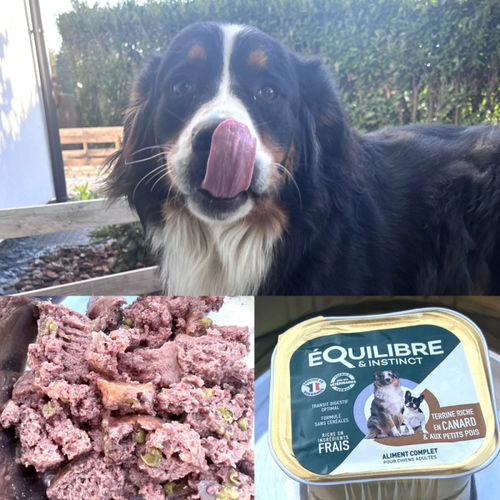 Customer photo review of Pâtées riches en canard & aux petits pois (chien adulte)