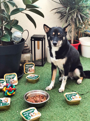 Customer photo review of Pâtées riches en canard & aux petits pois (chien adulte)