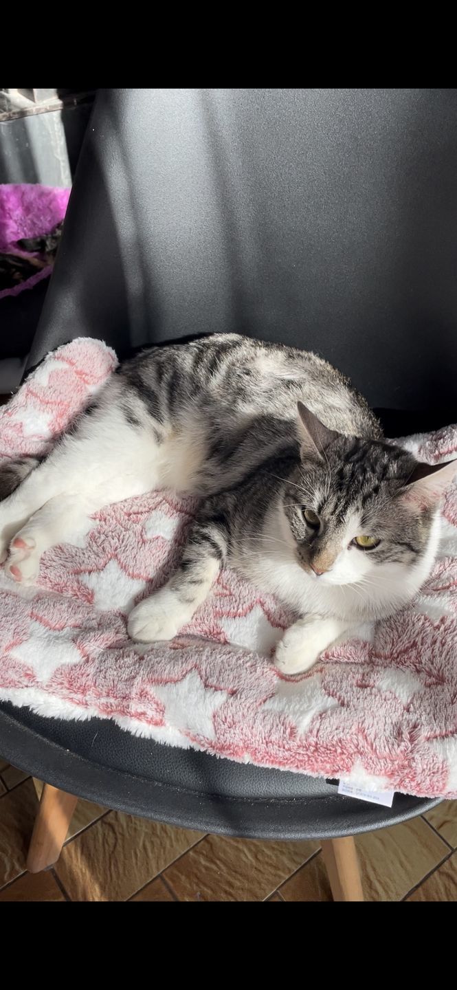 Customer photo review of Couverture apaisante pour chat