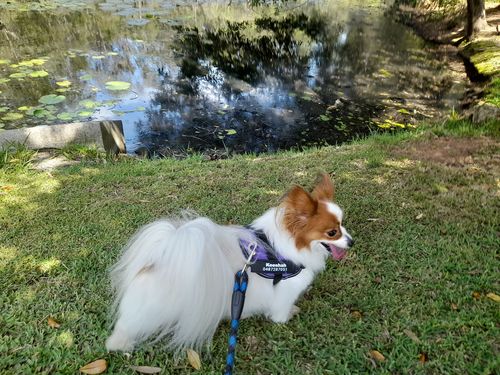 Customer photo review of No Pull Dog Harness Australia