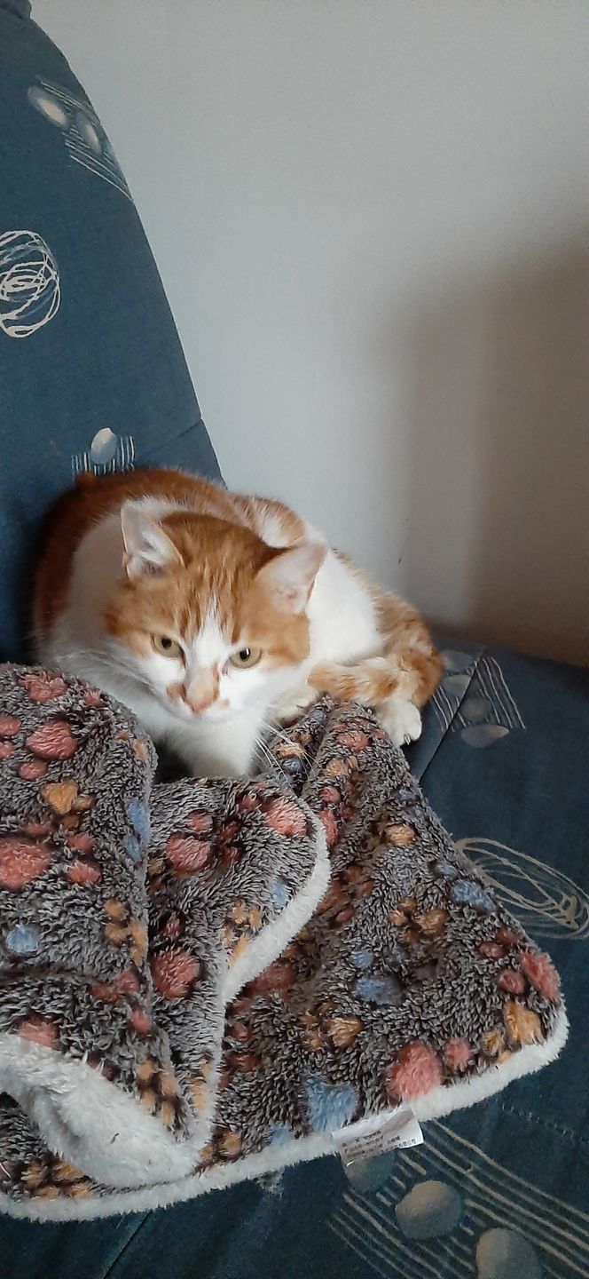 Customer photo review of Couverture apaisante pour chat