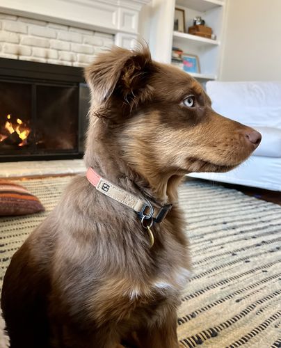 Customer photo review of Terracotta Collar